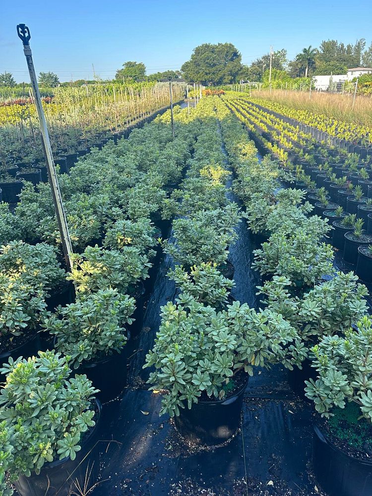 pittosporum-tobira-variegata-japanese-cheesewood