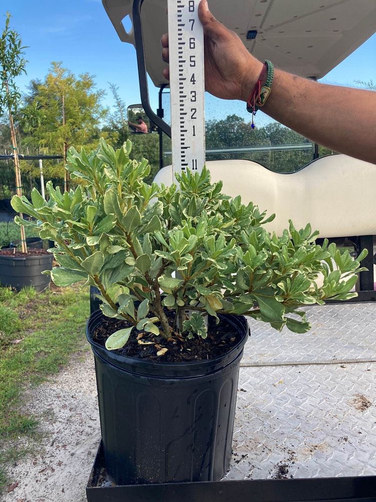pittosporum-tobira-variegata-japanese-cheesewood
