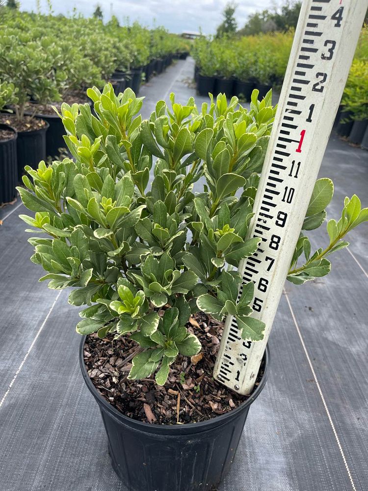pittosporum-tobira-variegata-japanese-cheesewood