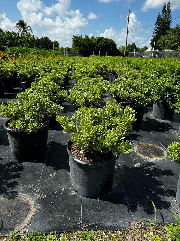 pittosporum-tobira-variegata-japanese-cheesewood