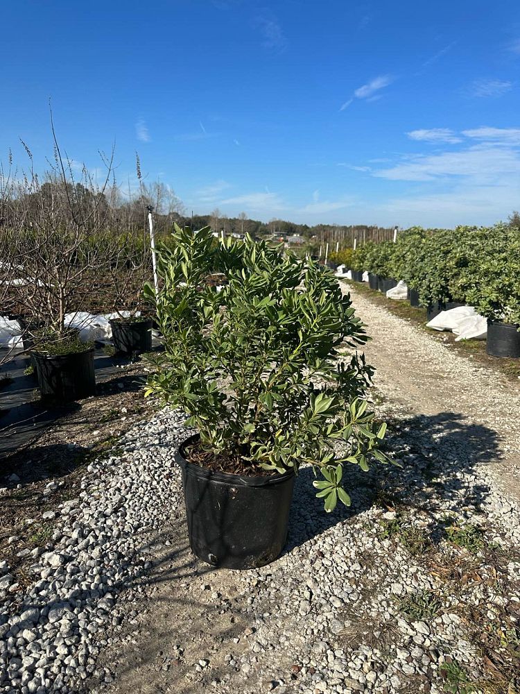 pittosporum-tobira-variegata-japanese-cheesewood