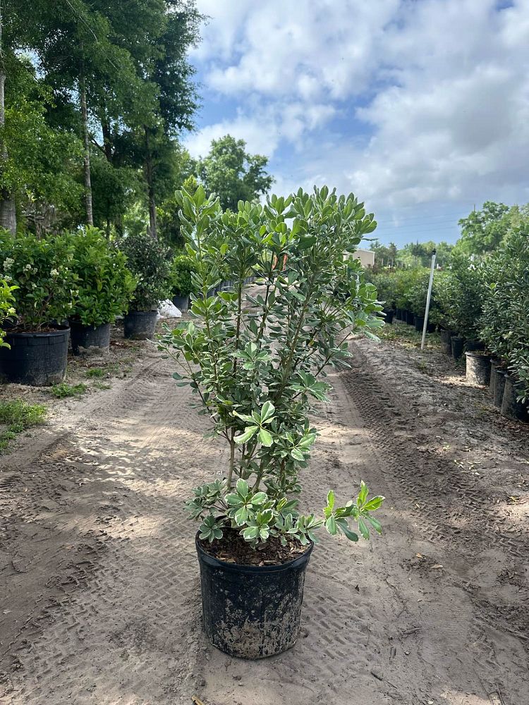 pittosporum-tobira-variegata-japanese-cheesewood