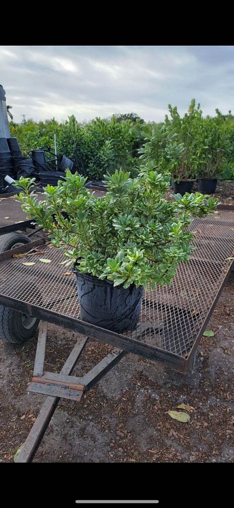 pittosporum-tobira-variegata-japanese-cheesewood