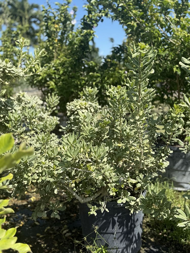 pittosporum-tobira-variegata-japanese-cheesewood