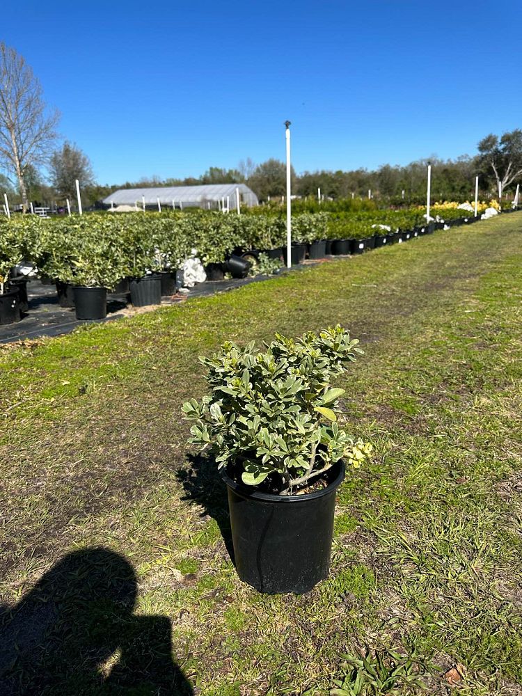 pittosporum-tobira-variegata-japanese-cheesewood