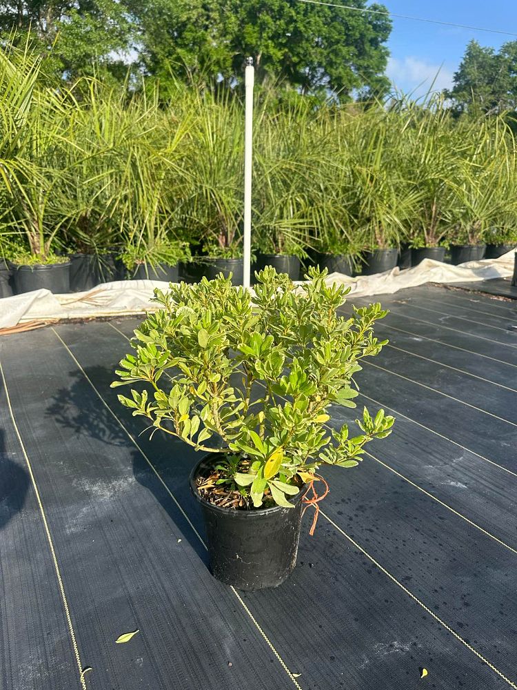 pittosporum-tobira-variegata-japanese-cheesewood
