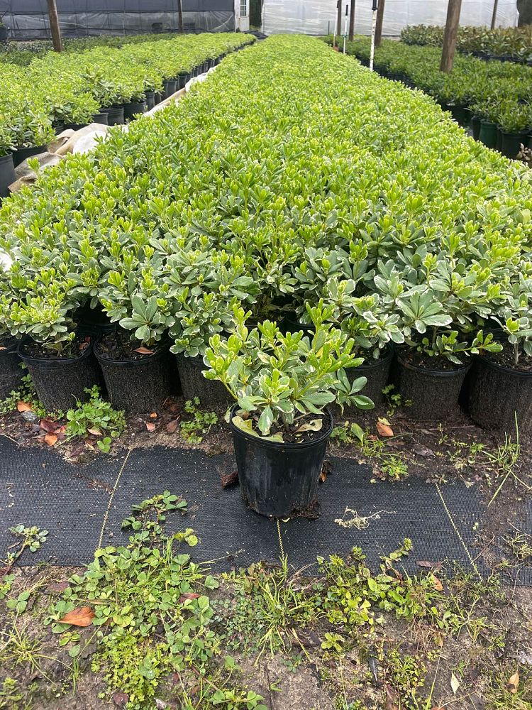 pittosporum-tobira-variegata-japanese-cheesewood