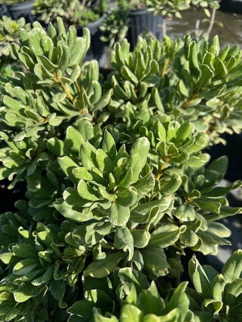 pittosporum-tobira-variegata-japanese-cheesewood