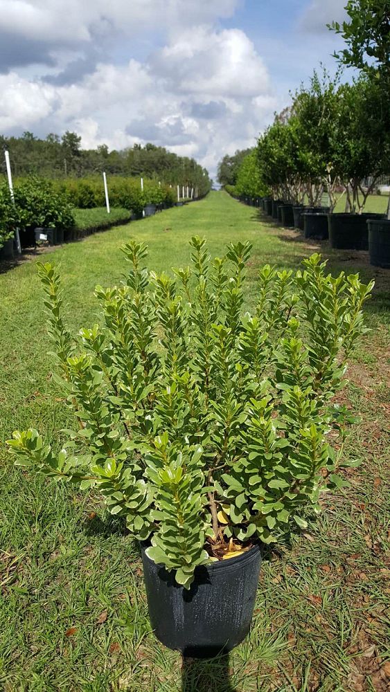pittosporum-tobira-variegata-japanese-cheesewood