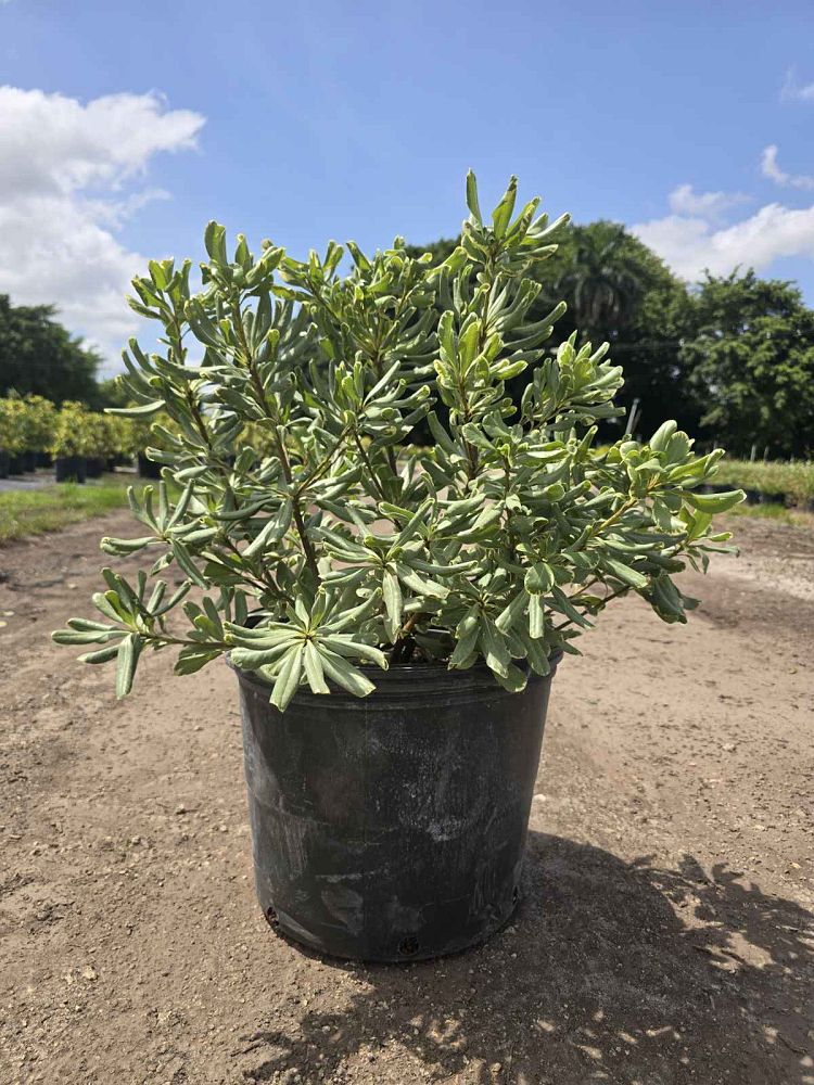 pittosporum-tobira-variegata-japanese-cheesewood
