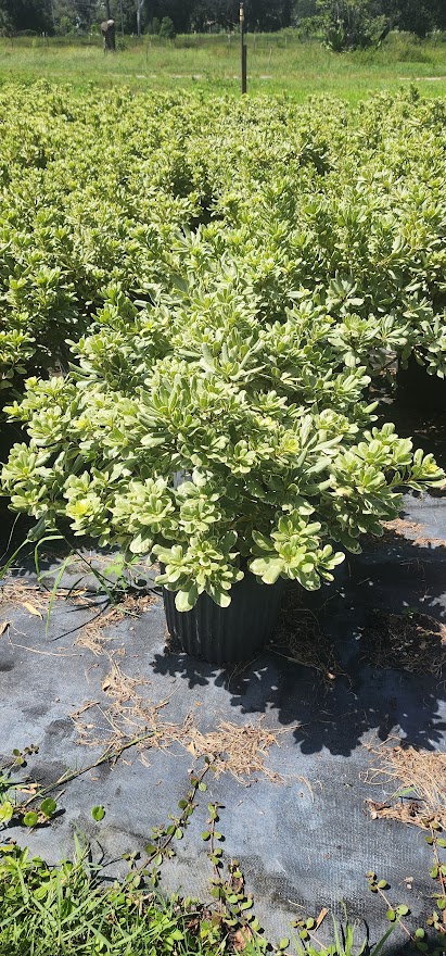 pittosporum-tobira-variegata-japanese-cheesewood