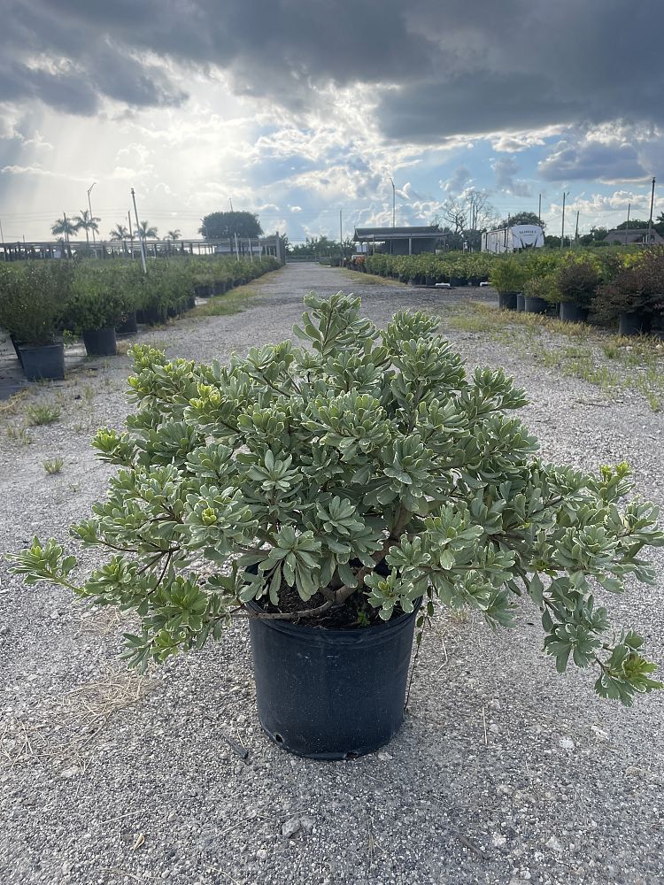 pittosporum-tobira-variegata-japanese-cheesewood