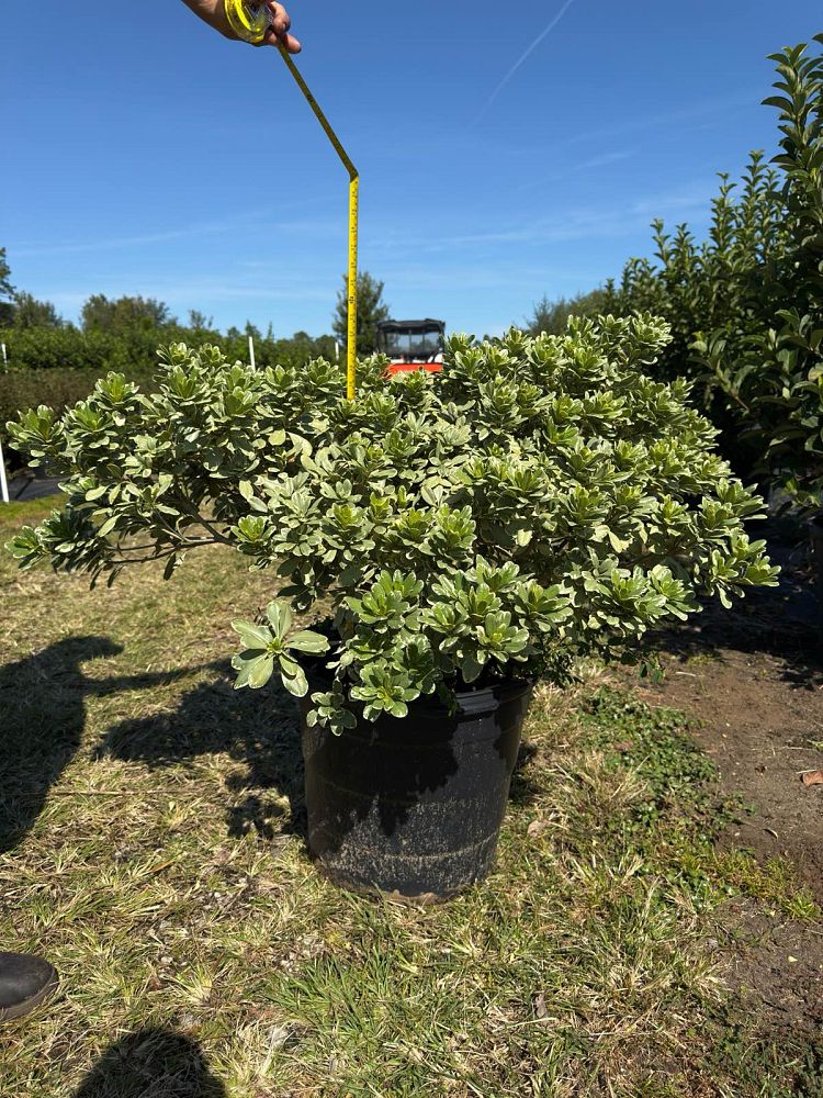 pittosporum-tobira-variegata-japanese-cheesewood