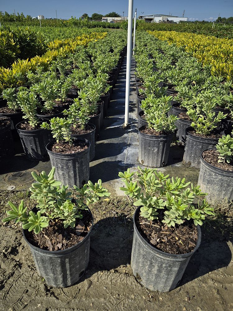 pittosporum-tobira-variegata-japanese-cheesewood