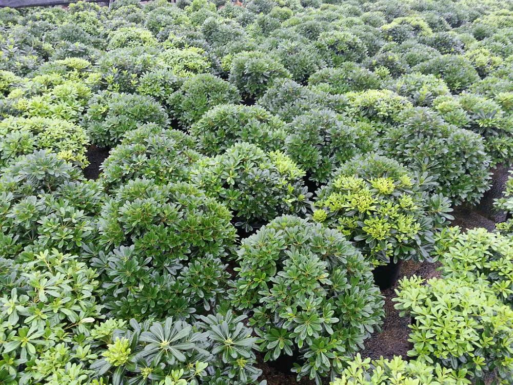 pittosporum-tobira-wheeleri-japanese-cheesewood-wheeler-s-dwarf-dwarf-green-pittsoporum