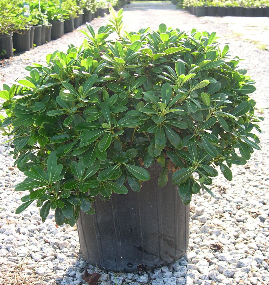 pittosporum-tobira-wheeleri-japanese-cheesewood-wheeler-s-dwarf-dwarf-green-pittsoporum