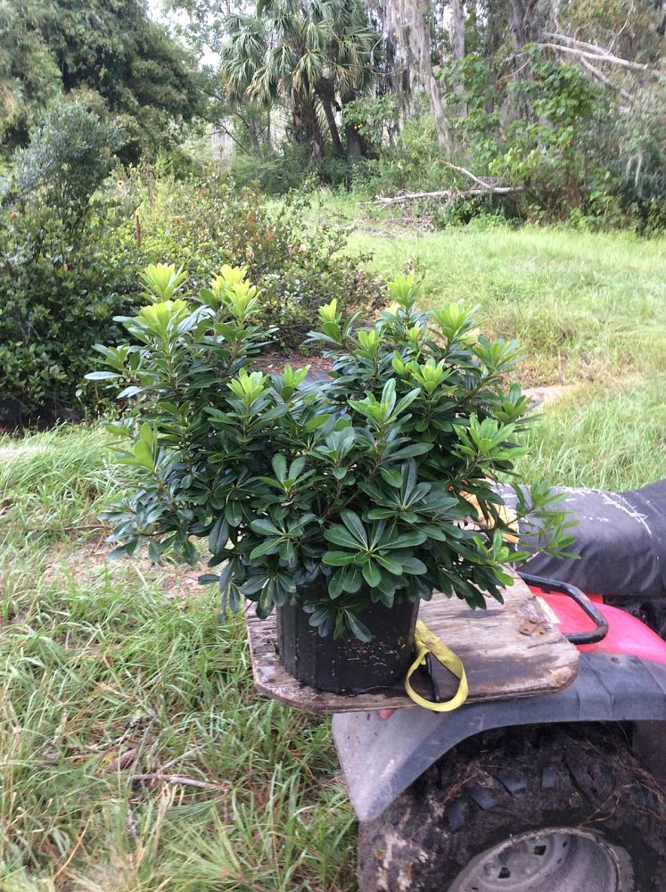 pittosporum-tobira-wheeleri-japanese-cheesewood-wheeler-s-dwarf-dwarf-green-pittsoporum