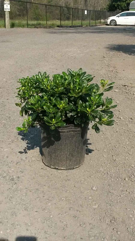 pittosporum-tobira-wheeleri-japanese-cheesewood-wheeler-s-dwarf-dwarf-green-pittsoporum