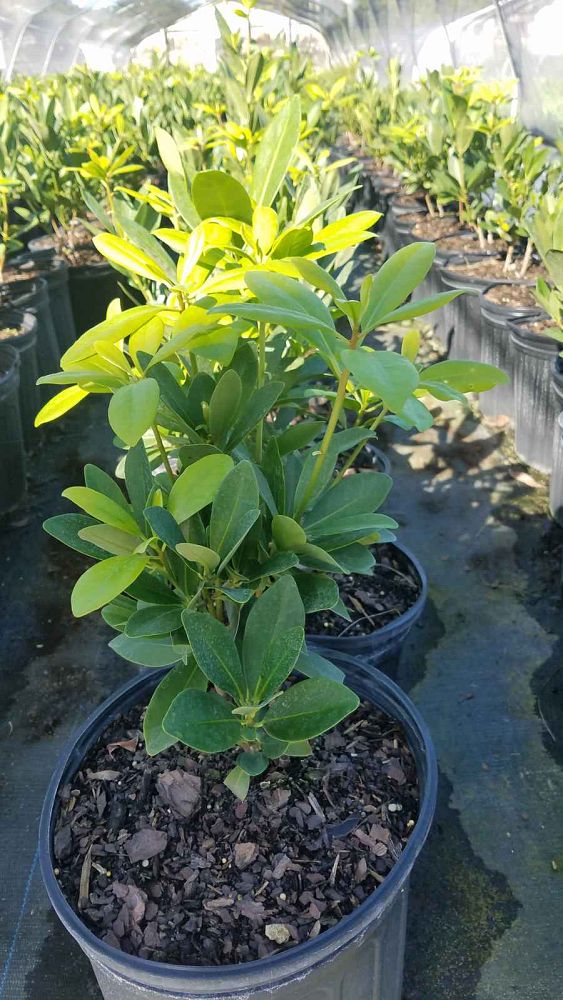 pittosporum-tobira-wheeleri-japanese-cheesewood-wheeler-s-dwarf-dwarf-green-pittsoporum