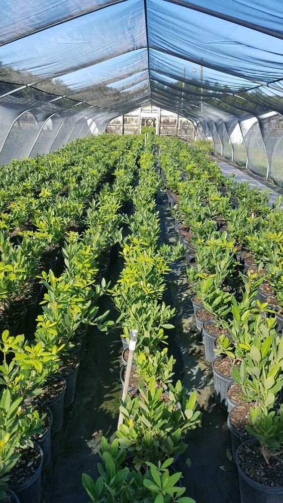 pittosporum-tobira-wheeleri-japanese-cheesewood-wheeler-s-dwarf-dwarf-green-pittsoporum