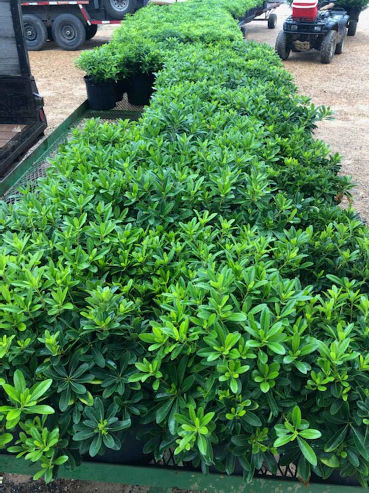 pittosporum-tobira-wheeleri-japanese-cheesewood-wheeler-s-dwarf-dwarf-green-pittsoporum
