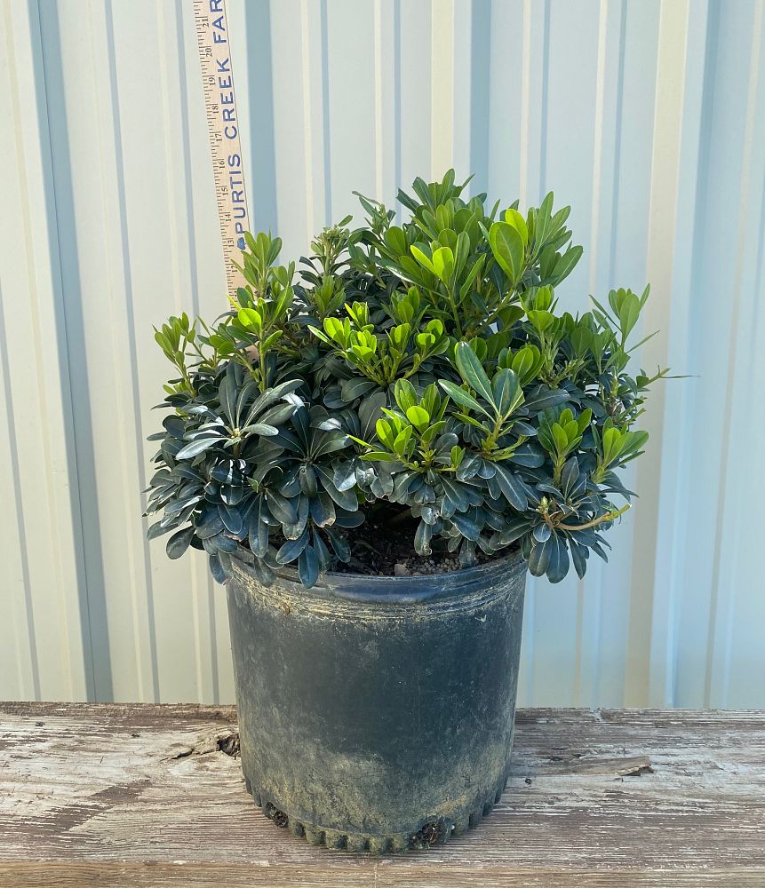 pittosporum-tobira-wheeleri-japanese-cheesewood-wheeler-s-dwarf-dwarf-green-pittsoporum