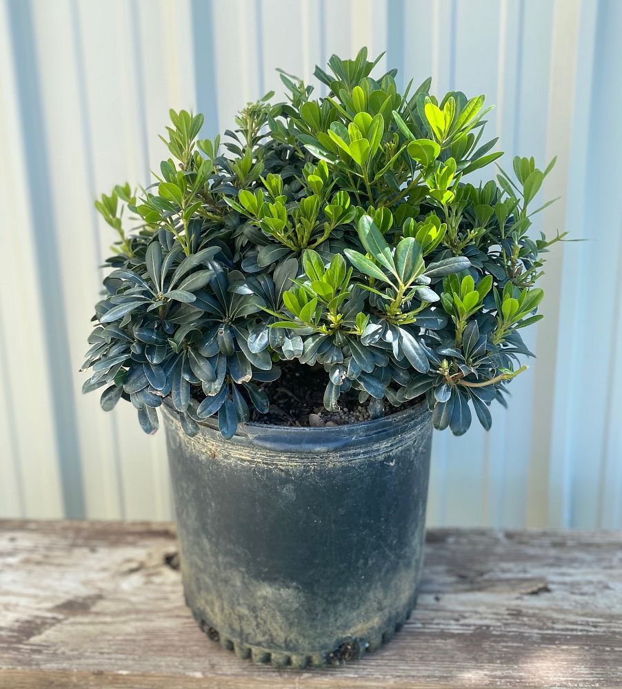 pittosporum-tobira-wheeleri-japanese-cheesewood-wheeler-s-dwarf-dwarf-green-pittsoporum