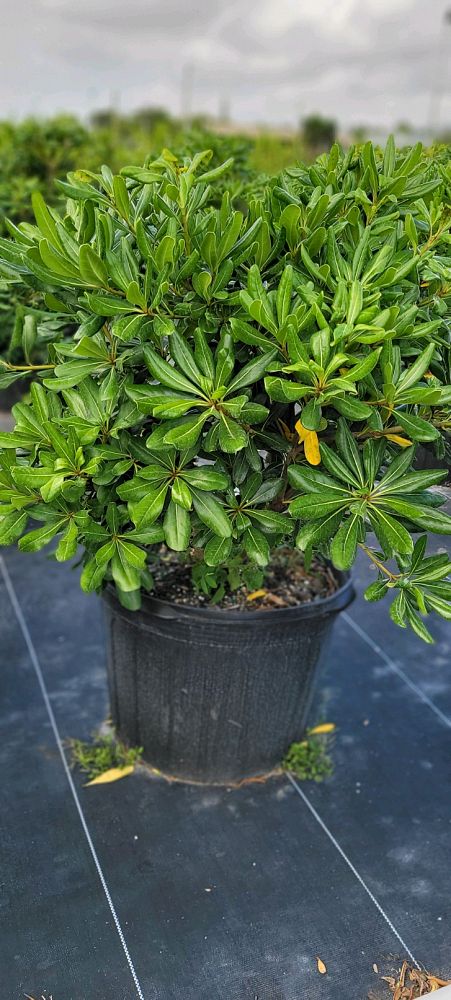 pittosporum-tobira-wheeleri-japanese-cheesewood-wheeler-s-dwarf-dwarf-green-pittsoporum