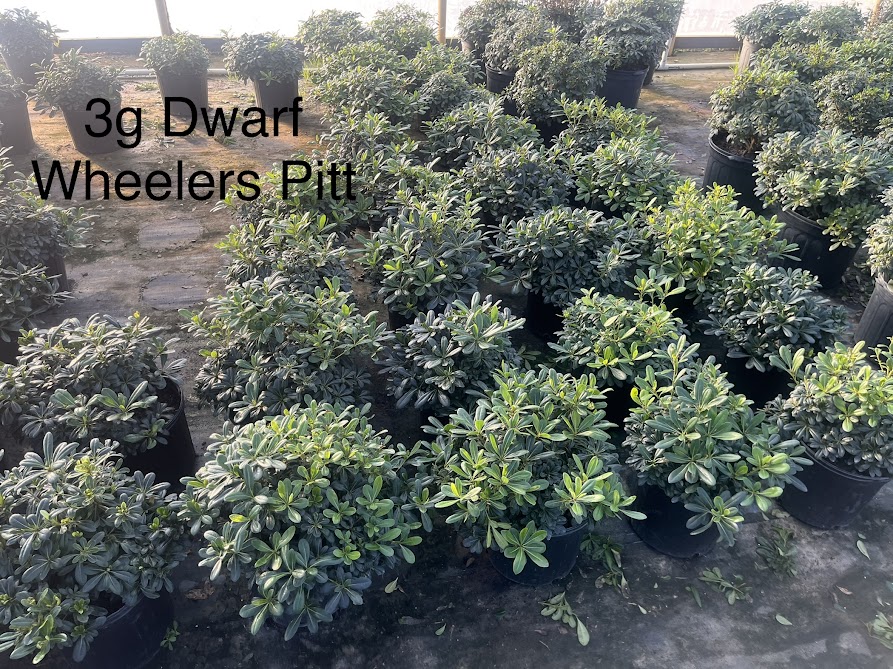 pittosporum-tobira-wheeleri-japanese-cheesewood-wheeler-s-dwarf-dwarf-green-pittsoporum