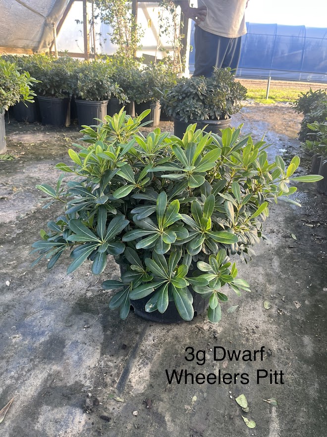 pittosporum-tobira-wheeleri-japanese-cheesewood-wheeler-s-dwarf-dwarf-green-pittsoporum