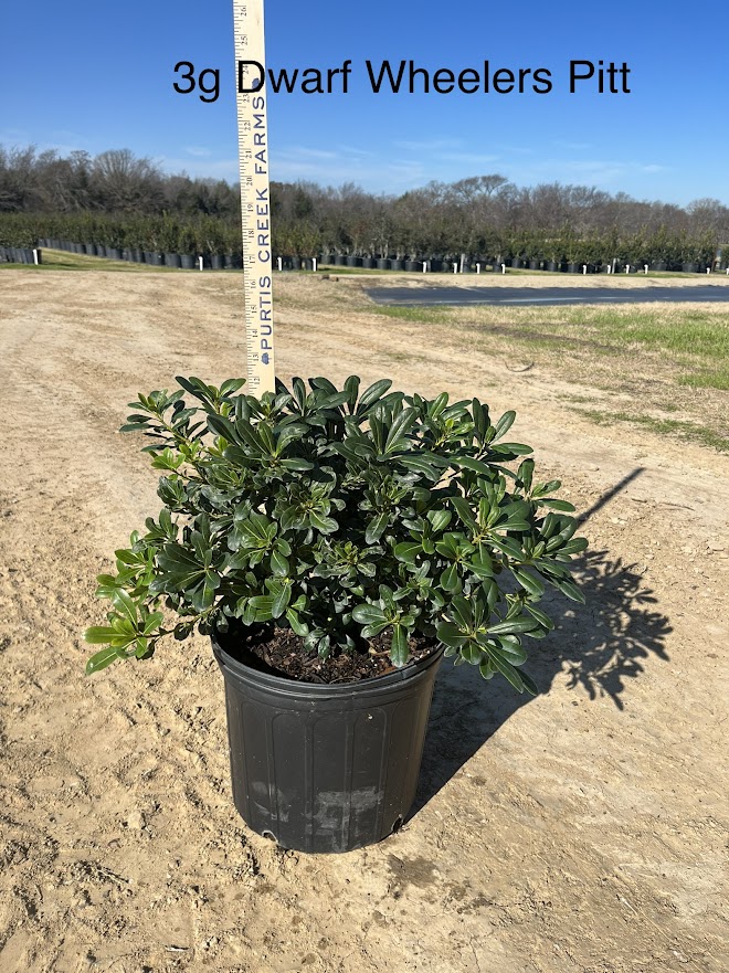 pittosporum-tobira-wheeleri-japanese-cheesewood-wheeler-s-dwarf-dwarf-green-pittsoporum