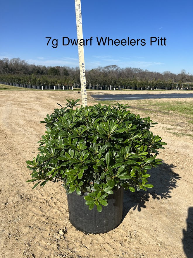 pittosporum-tobira-wheeleri-japanese-cheesewood-wheeler-s-dwarf-dwarf-green-pittsoporum