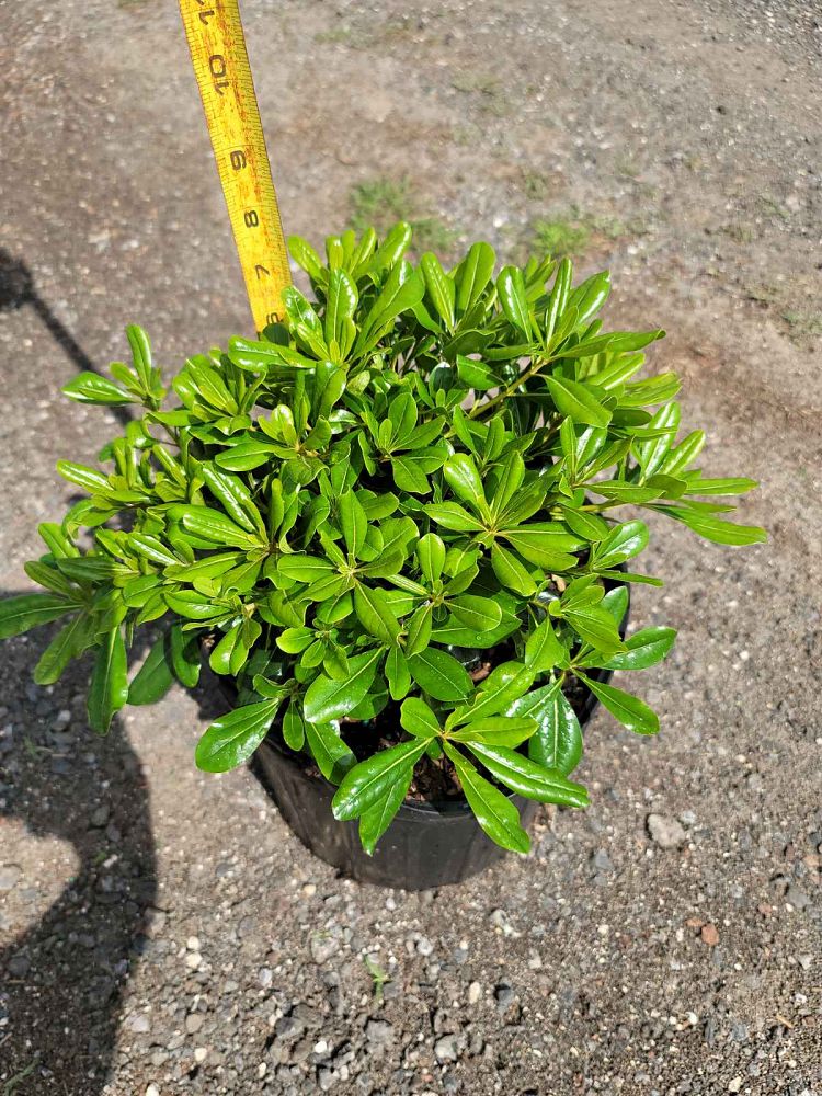 pittosporum-tobira-wheeleri-japanese-cheesewood-wheeler-s-dwarf-dwarf-green-pittsoporum