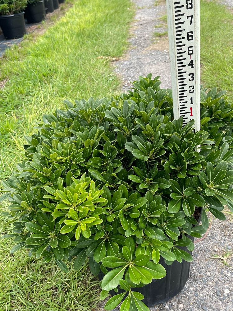 pittosporum-tobira-wheeleri-japanese-cheesewood-wheeler-s-dwarf-dwarf-green-pittsoporum