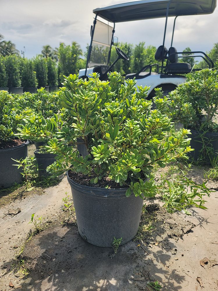 pittosporum-tobira-wheeleri-japanese-cheesewood-wheeler-s-dwarf-dwarf-green-pittsoporum