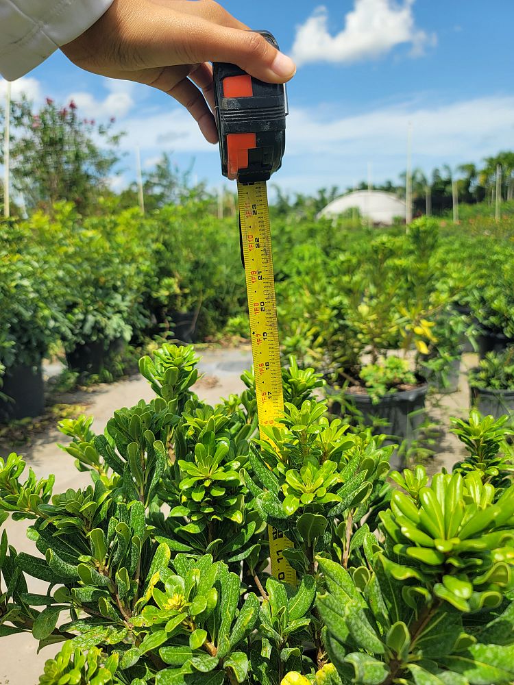 pittosporum-tobira-wheeleri-japanese-cheesewood-wheeler-s-dwarf-dwarf-green-pittsoporum