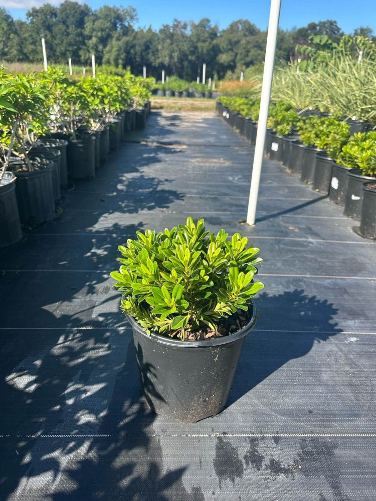 pittosporum-tobira-wheeleri-japanese-cheesewood-wheeler-s-dwarf-dwarf-green-pittsoporum