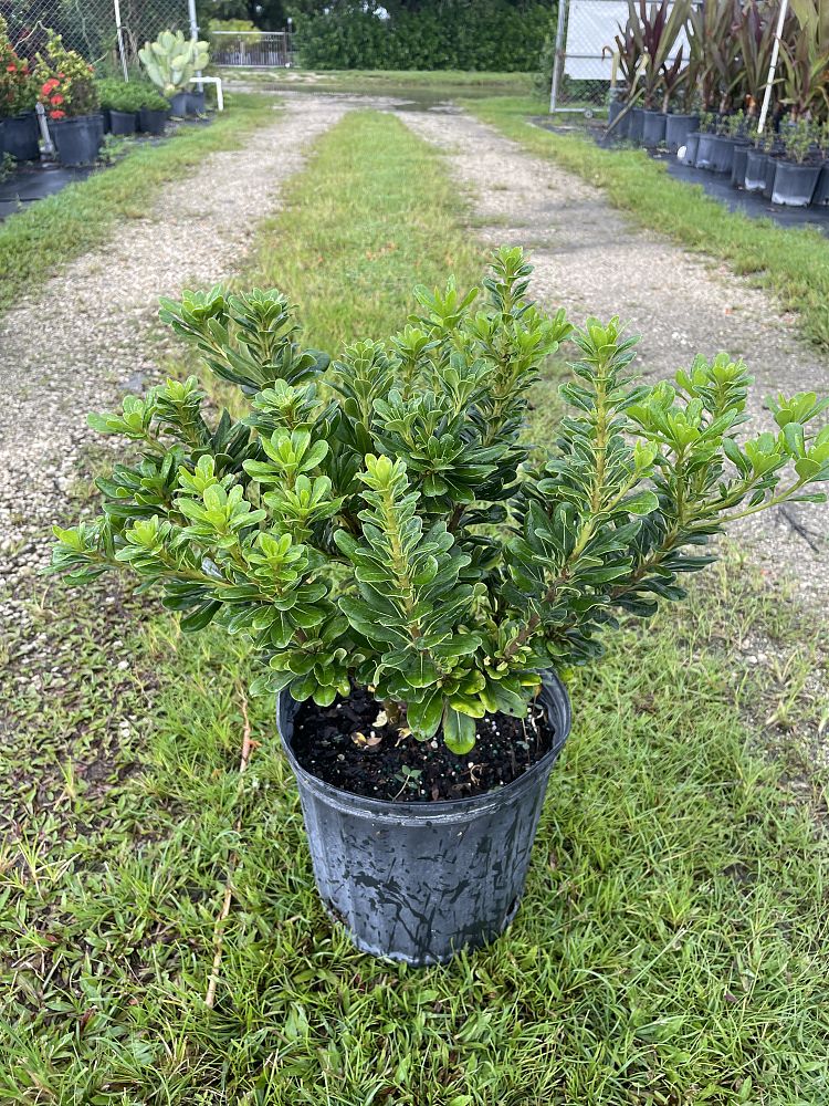 pittosporum-tobira-wheeleri-japanese-cheesewood-wheeler-s-dwarf-dwarf-green-pittsoporum