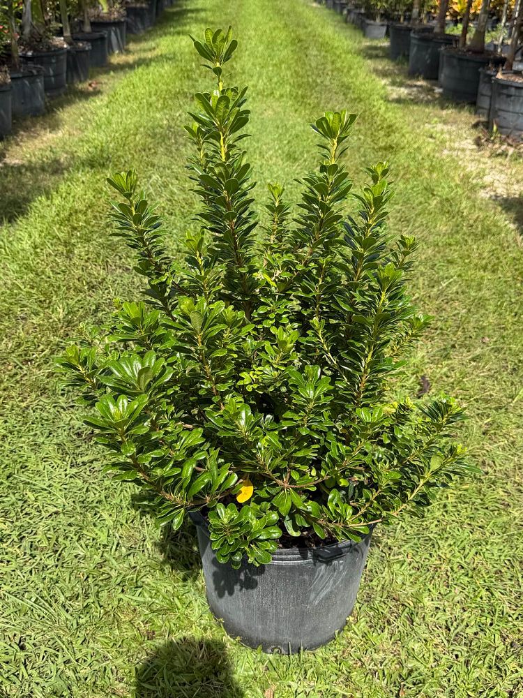 pittosporum-tobira-wheeleri-japanese-cheesewood-wheeler-s-dwarf-dwarf-green-pittsoporum