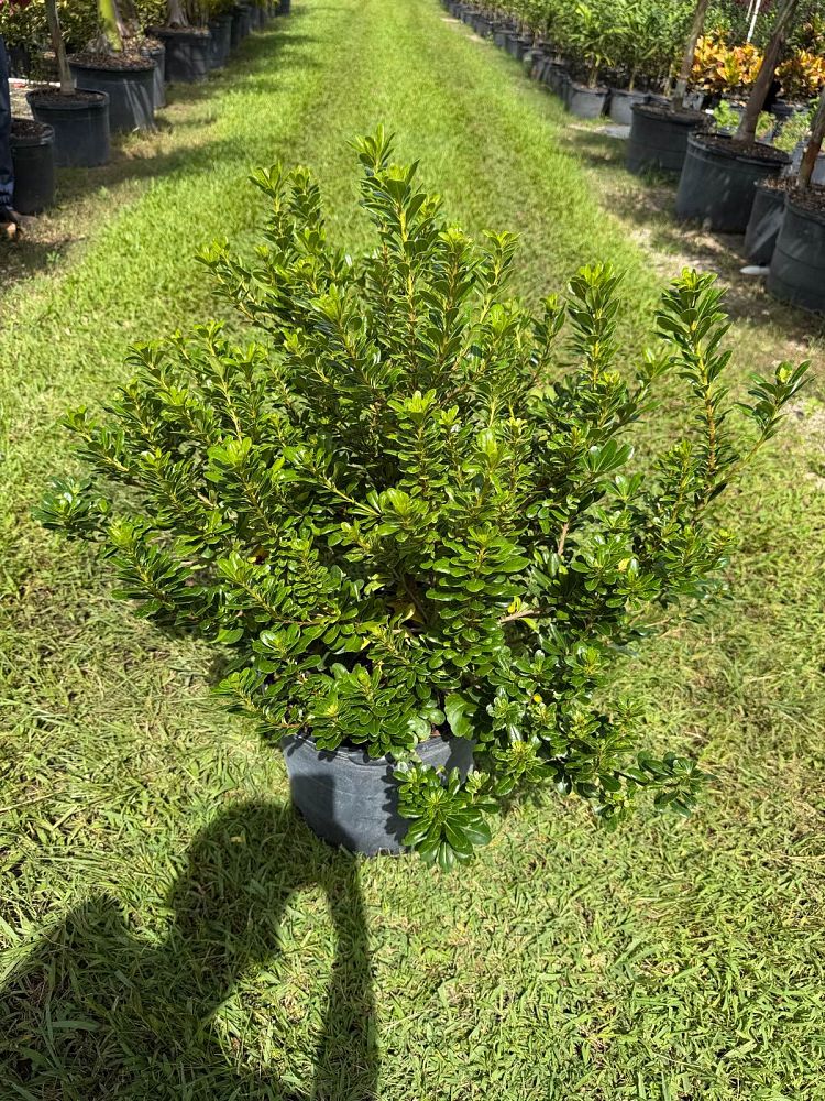 pittosporum-tobira-wheeleri-japanese-cheesewood-wheeler-s-dwarf-dwarf-green-pittsoporum