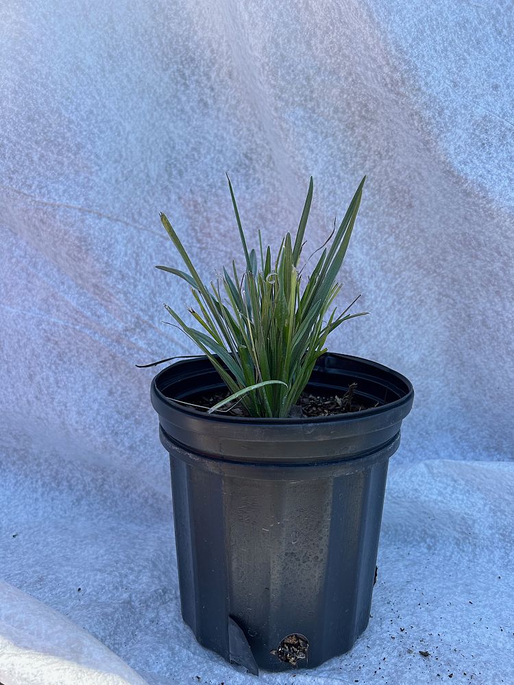 pityopsis-graminifolia-narrowleaf-silkgrass