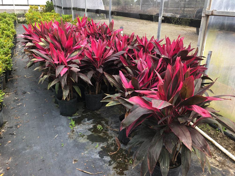 plantago-hawaiiensis-hawaiian-plantain-laukahi
