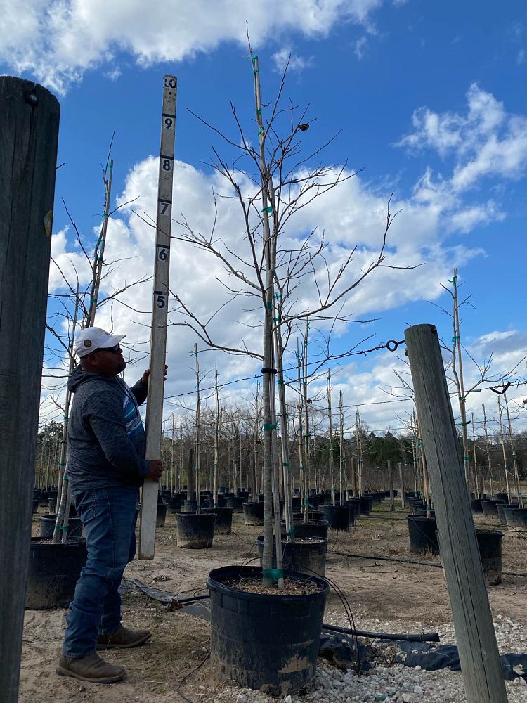 platanus-mexicana-mexican-sycamore