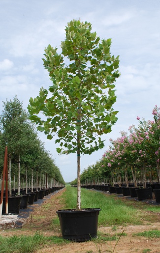 platanus-mexicana-mexican-sycamore