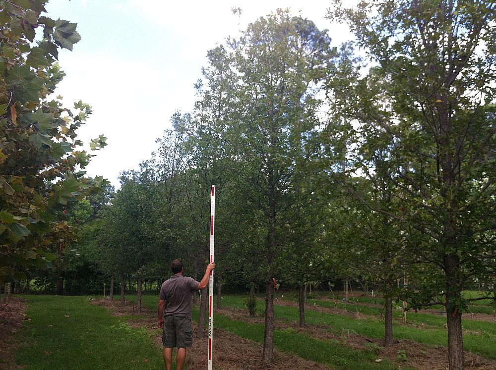 platanus-mexicana-mexican-sycamore