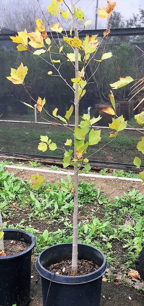 platanus-mexicana-mexican-sycamore