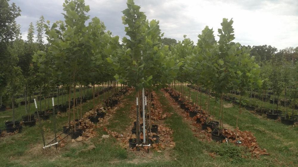 platanus-mexicana-mexican-sycamore