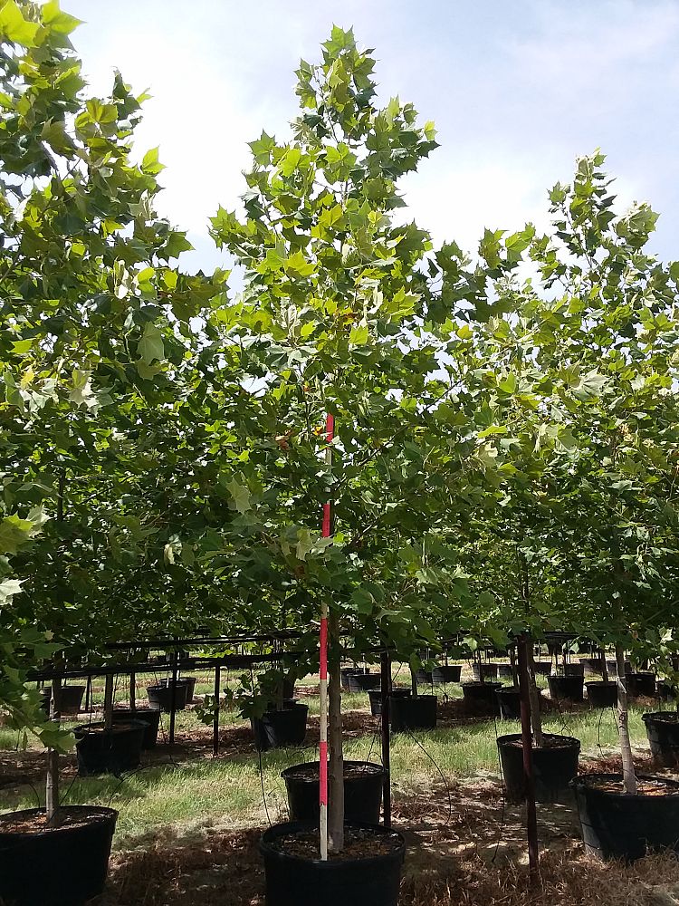 platanus-mexicana-mexican-sycamore