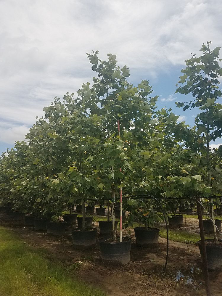 platanus-mexicana-mexican-sycamore
