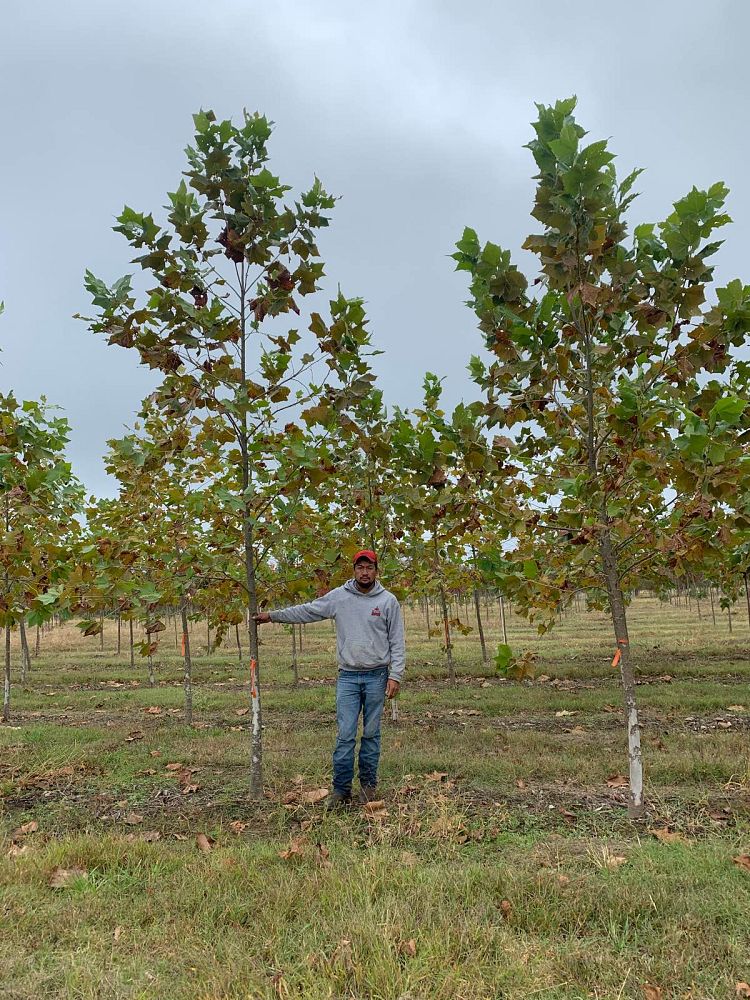 platanus-mexicana-mexican-sycamore